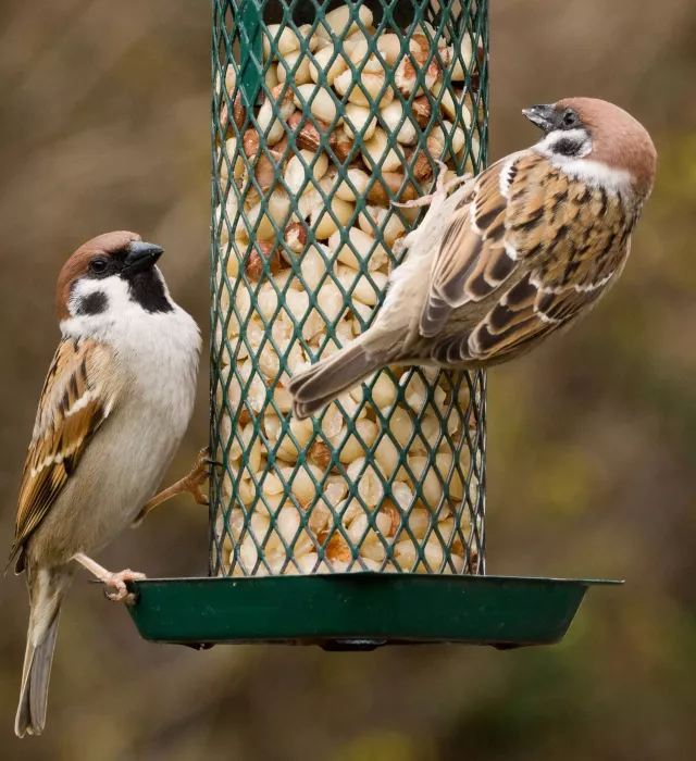 Vogelfutter Ludger Wehry
